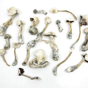 Albino Amazonian Magic Mushrooms